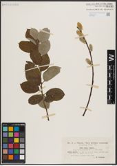 Foto von Salix caprea L.